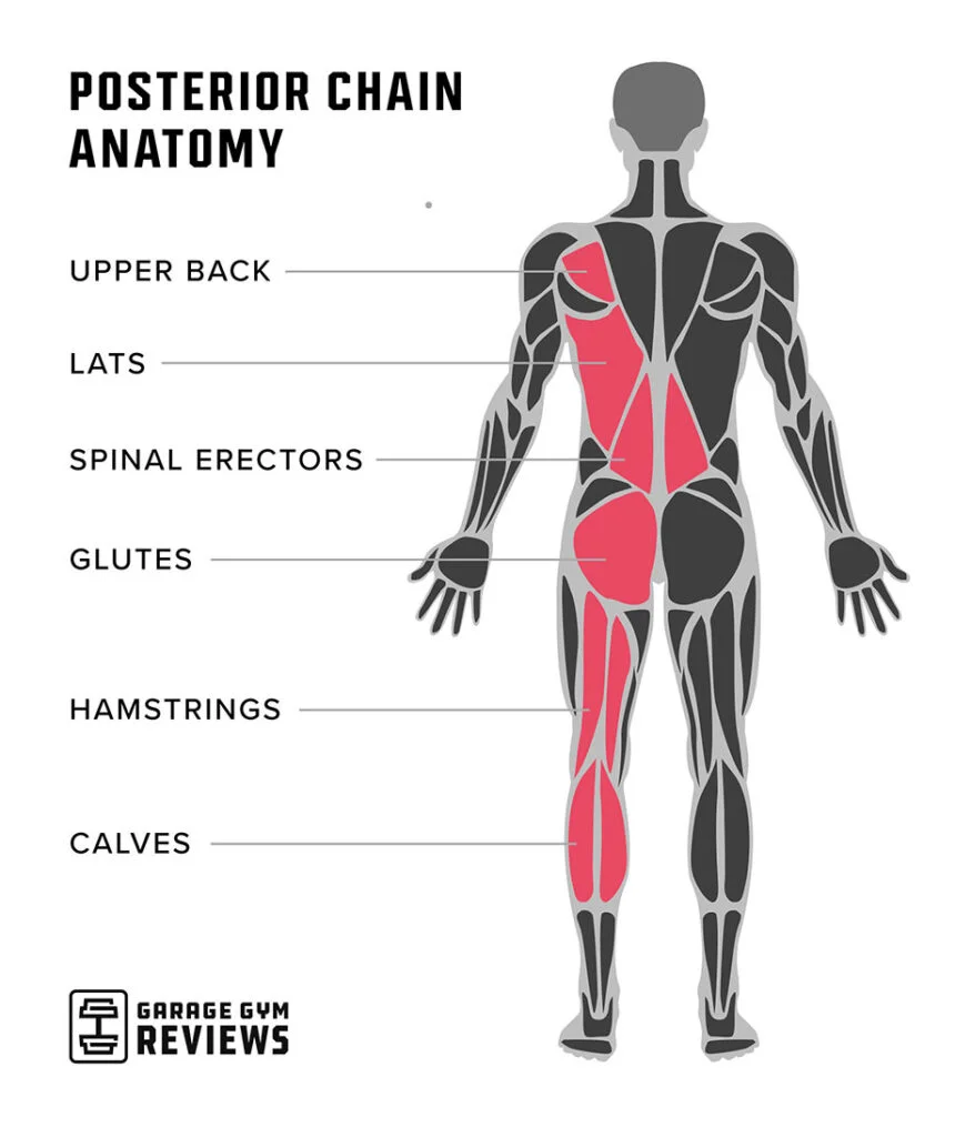 Posterior chain anatomy diagram showing glutes, hamstrings, and erector spinae